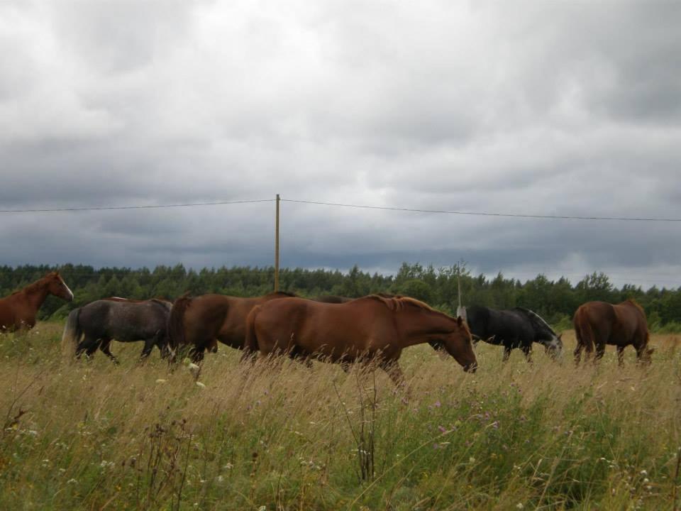 Sassi Talu Horsefarm Hotel Pärnumaa Exterior photo